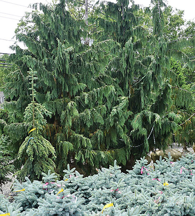 Cypress, Pendula Weeping Alaskan Cedar Cypress