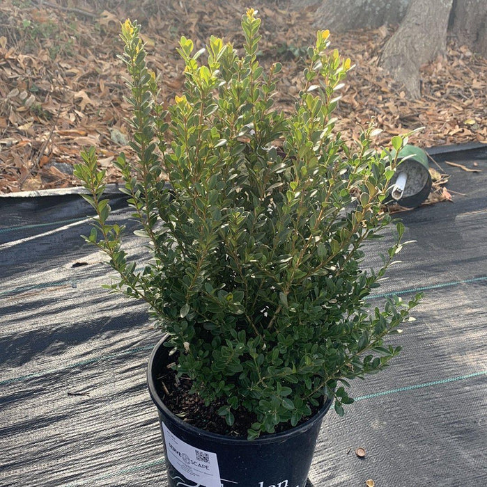 Boxwood, Baby Gem Boxwood