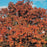 Viburnum lentago  - Nannyberry