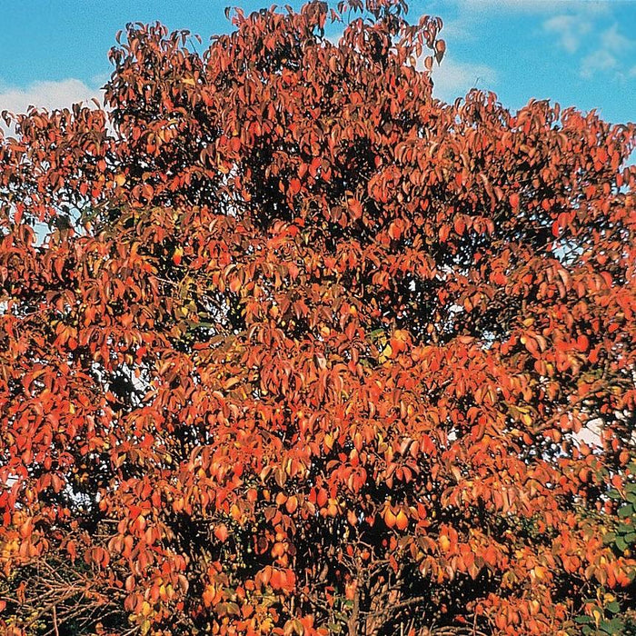 Viburnum lentago  - Nannyberry