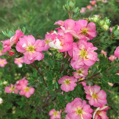 Cinquefoil, PW® Happy Face Hearts® Potentilla