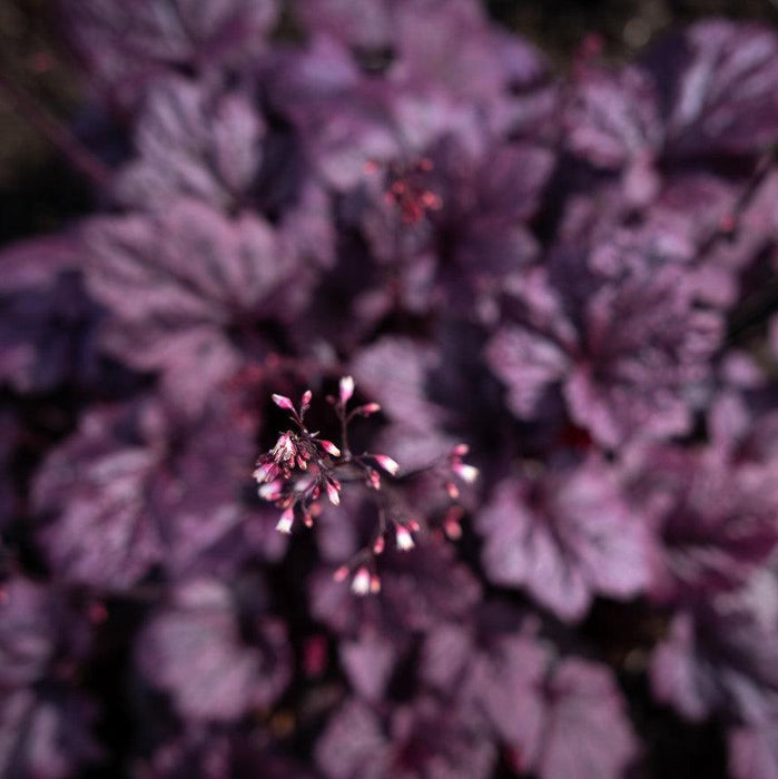 Heuchera 'Grape Expectations'  - Grape Expectations Coral Bells