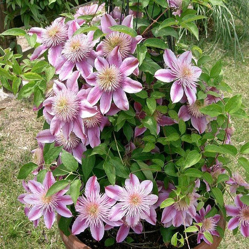 Clematis 'Evijohil'  - Josephine™ Clematis