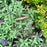 Buddleia davidii 'SMNBDBT' PP#28,794  - Pugster Blue® Dwarf Butterfly Bush