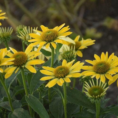 Echinacea purpurea 'Canary Feathers'  - Eye-catcher™ Canary Feathers Echinacea