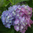 Hydrangea macrophylla 'SMHMTAU'  - Let's Dance® Blue Jangles® Hydrangea