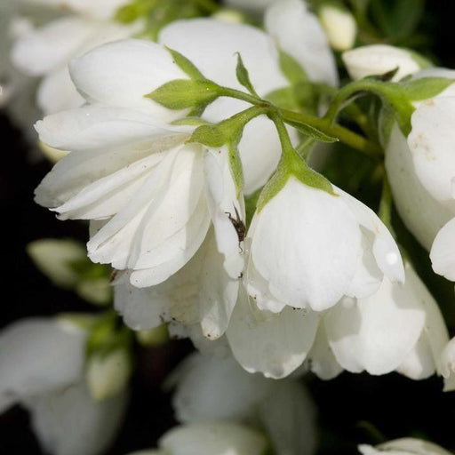 Philadelphus 'Snowbelle'  - Snowbelle Mockorange