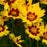 Coreopsis x 'Enchanted Eve' PP27857  - Lil' Bang™ Enchanted Eve Tickseed