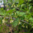 Ribes uva-crispa 'Hinnonmaki Red'  - Hinnonmaki Red Gooseberry