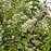 Deutzia sp. 'NCDX1' PP25,916  - Yuki Snowflake® Deutzia