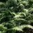 Fern, Hayscented Fern