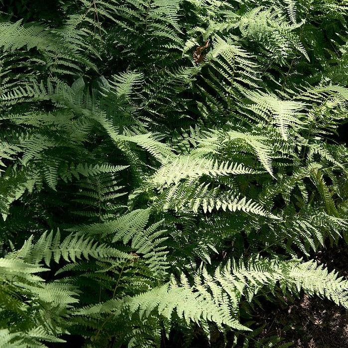 Fern, Hayscented Fern