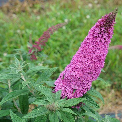 Butterfly Bush, Pugster Pinker® Dwarf Butterfly Bush