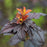 Physocarpus opulifolius 'UMNHarpell' PP30,792  - First Editions® Fireside® Ninebark