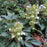 Helleborus 'Walhelivor'  - Ivory Prince Lenten Rose