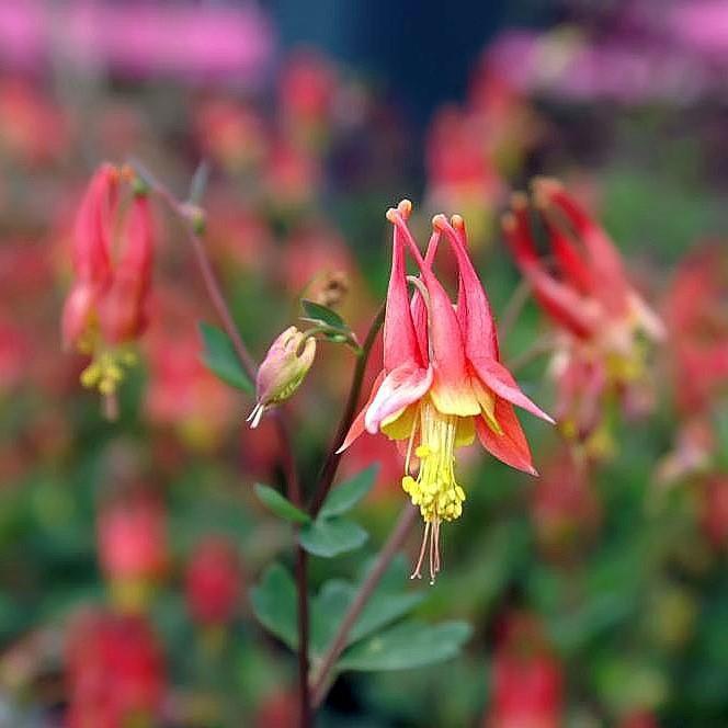 Columbine, Little Lanterns Columbine