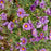Aster, New England Aster