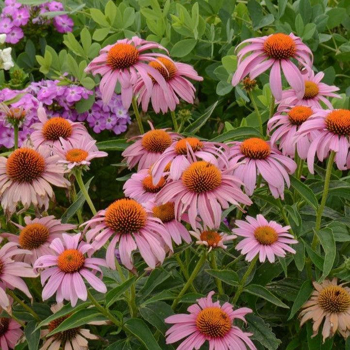 Echinacea purpurea 'Prairie Splendor'  - Prairie Splendor Echinacea