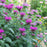 Bee Balm, Rockin' Raspberry Bee Balm