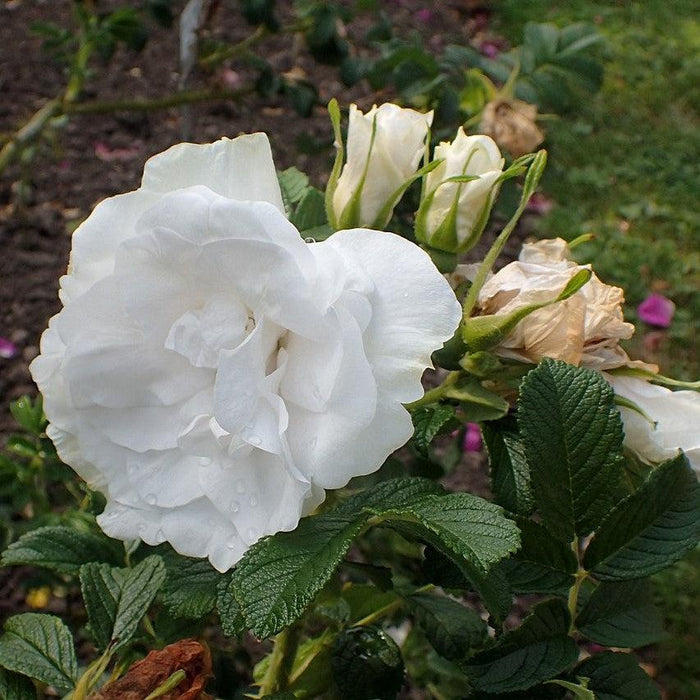 Rosa 'Blanc Double De Coubert'  - Blanc Double De Coubert Rose