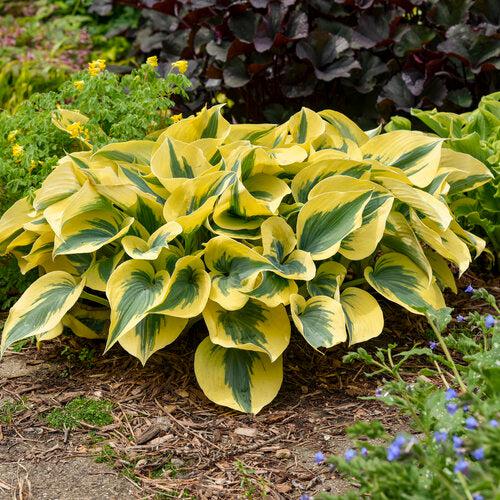 Hosta 'Autumn Frost' PP23,224  - PW® Shadowland® Autumn Frost Hosta