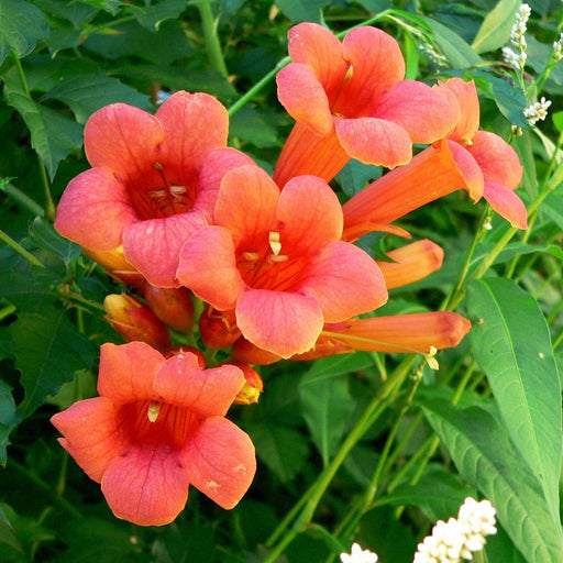 Campsis radicans 'Flamenco'  - Flamenco Trumpet Creeper