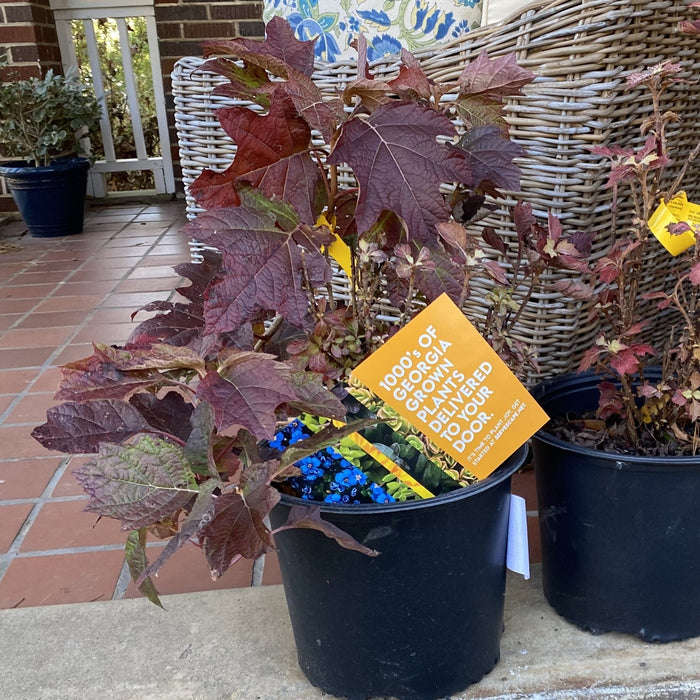 Hydrangea quercifolia 'Snow Queen'  - Snow Queen Hydrangea