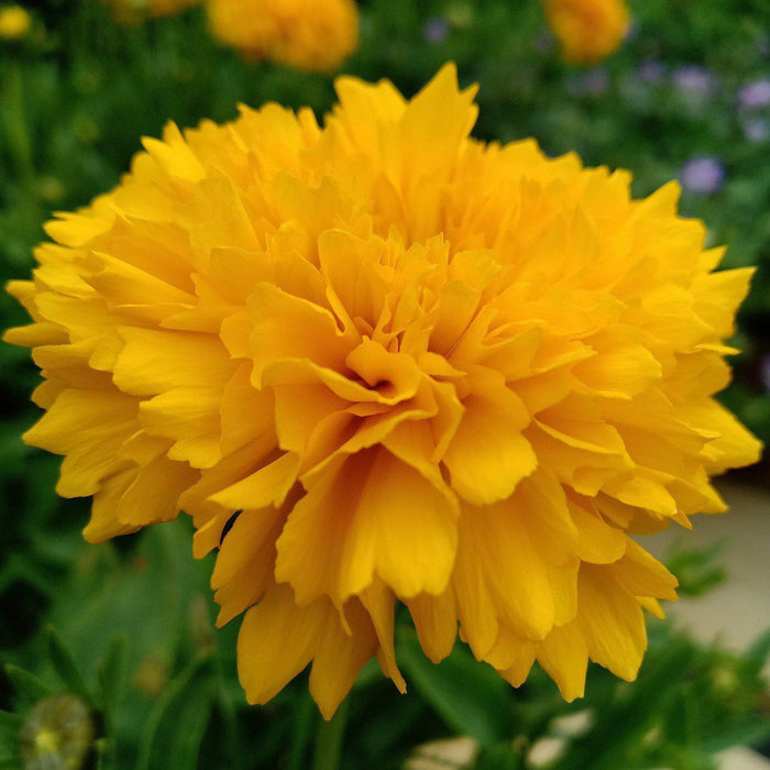 Coreopsis grandiflora 'DCOREO16'  - Solanna™ Golden Sphere Tickseed