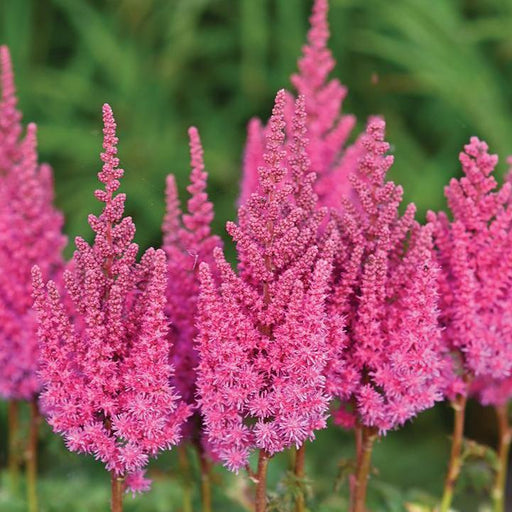 Astilbe chinensis 'You and me Always' PP #32,942  - You And Me Always Astilbe