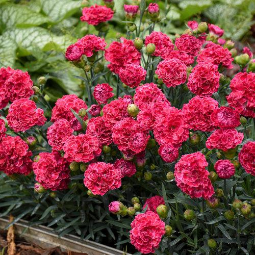 Dianthus, Fruit Punch® Raspberry Ruffles Dianthus