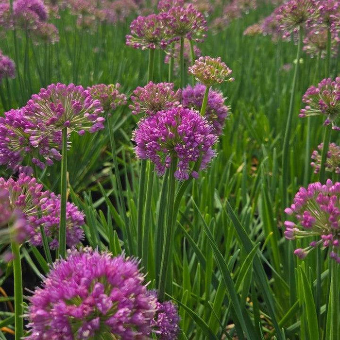 Allium, Cobalt Millenium Ornamental Onion