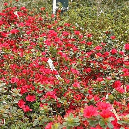 Azalea, Hino Crimson Azalea