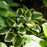 Hosta x 'Wide Brim'  - Wide Brim Hosta