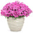 Dianthus, Paint the Town Fancy Dianthus