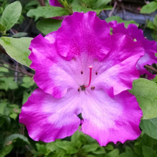 Azalea, Martha Hitchcock Azalea