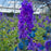 Delphinium, Laser Beam™ Delphinium