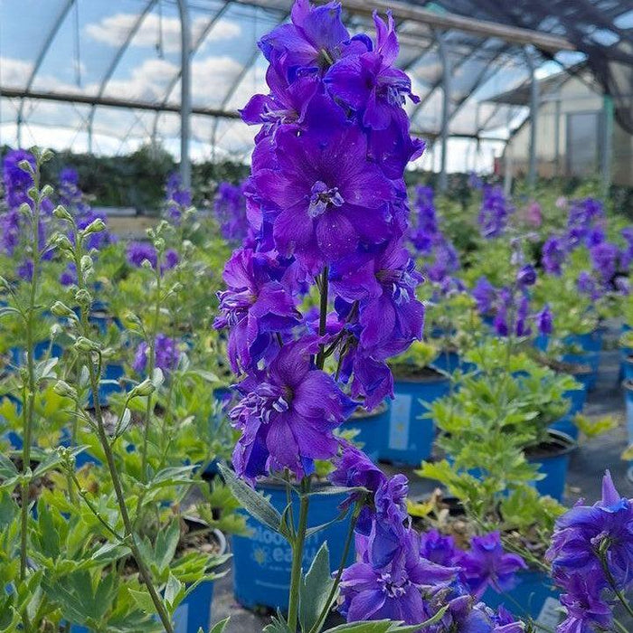 Delphinium, Laser Beam™ Delphinium