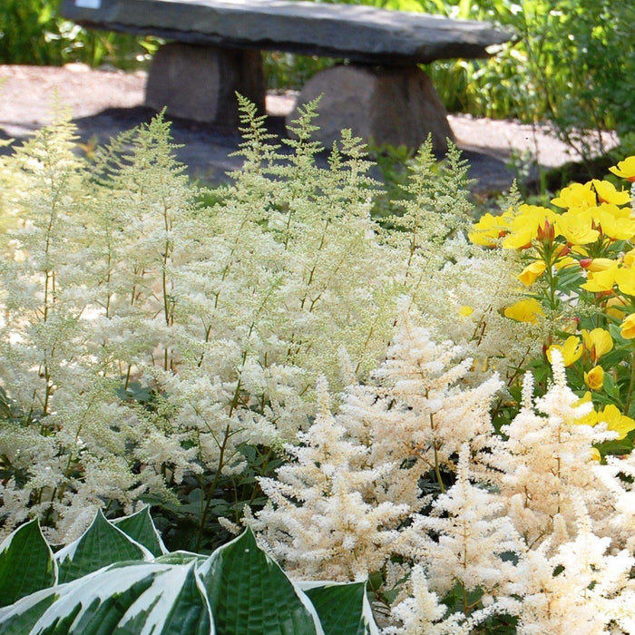 Astilbe, Bridal Veil Astilbe