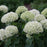 Hydrangea arborescens 'NCHA8'  - Invincibelle® Limetta Smooth Hydrangea