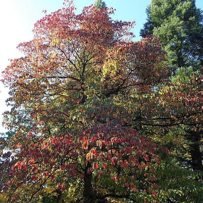 Cornus alternifolia  - Pagoda Dogwood