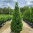 Juniper, Columnar Hetzi Juniper