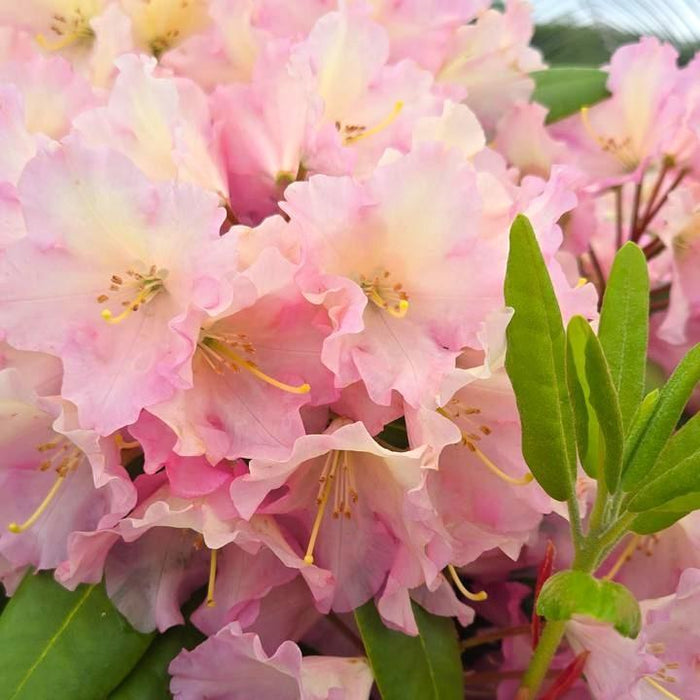 Rhododendron, Hoopla Rhododendron