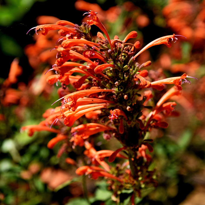 Hyssop, Kudos™ Mandarin Hummingbird Mint
