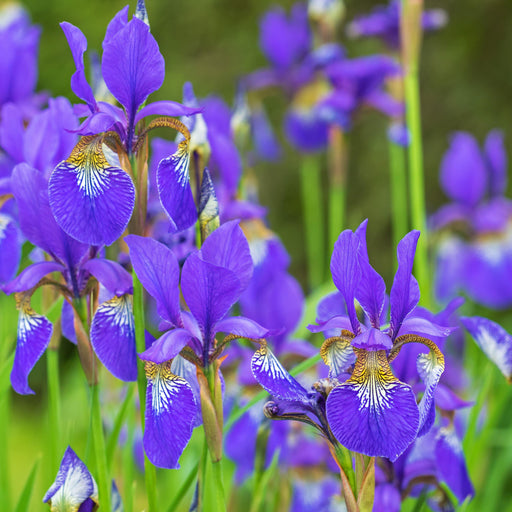 Iris, Caesar's Brother Siberian Iris