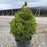Picea glauca 'Conica'  - Dwarf Alberta Spruce