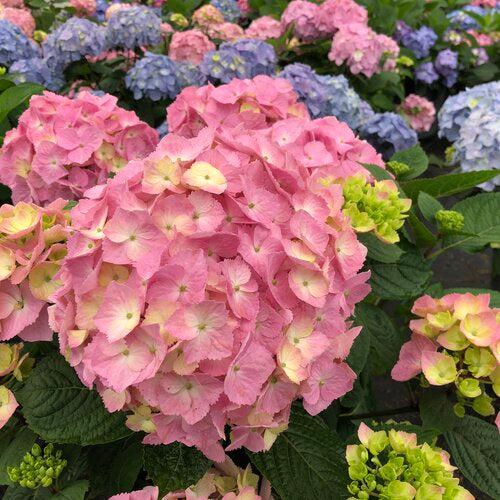 Hydrangea macrophylla × serrata 'SMNHSME'  - Let's Dance® Sky View® Hydrangea