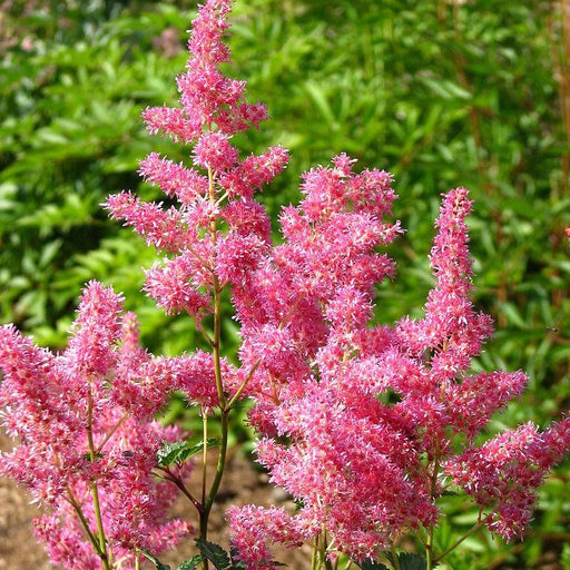Astilbe japonica 'Rheinland'  - Rheinland Japanese Astilbe
