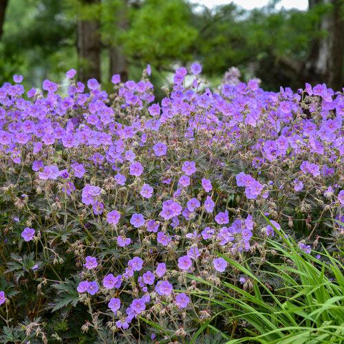 Geranium pratense 'Boom Chocolatta'  - Boom Chocolatta Cranesbill