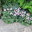 Hosta 'Blue Mouse Ears'  - Blue Mouse Ears Hosta