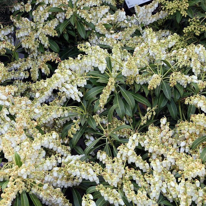 Pieris japonica 'Purity'  - Purity Andromeda